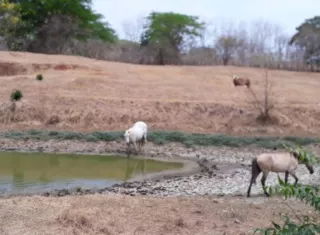 ¡SE SECAN LOS BEBEDEROS! GANADEROS DE AZUERO LANZAN ALERTA