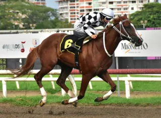 El ejemplar Dandy del Peligro cuando se acercaba a la meta en el Clásico Raúl Espinosa, el cual se disputó ayer en el Hipódromo Presidente Remón.