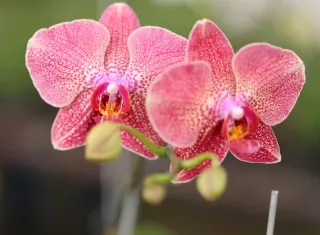 En Panamá, de junio a diciembre de 2024 se exportaron alrededor de 7 mil unidades de tallos cortados de orquídeas. Foto: MIDA