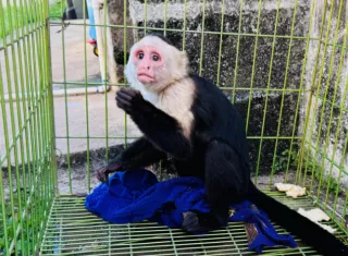 Ambos ejemplares presentan un buen estado de salud, con un peso y tamaño acorde con su edad. Foto: Cortesía