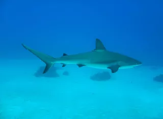 Tiburón de arrecife del Caribe (Carcharhinus perezi). Foto: Christopher Avalos-Castillo