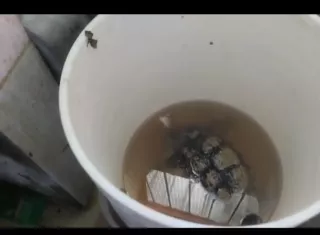 Cría de tortugas en área de carnicería de minisúper.