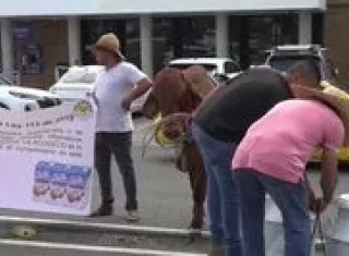 Protesta de ganaderos y lecheros en La Chorrera.