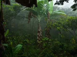 La diversidad de árboles en las fincas de café cultivado a la sombra las convierte en un refugio para la biodiversidad. Foto: Conservation Biology Institute y Zoológico del Smithsonian