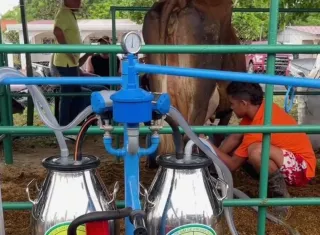 Se realizará un concurso de ordeño infantil y la tradicional cabalgata de caballitos de palo, que tendrá lugar el viernes 5 de septiembre.