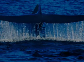 La ballena azul (Balaenoptera musculus). Foto: Rodrigo Hucke-Gaete