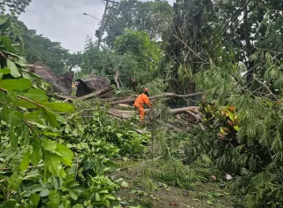 Caída de árbol afectó sistema eléctrico.