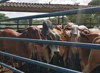 La “Operación Holstein 1” fue planificada en respuesta a una reunión sostenida con representantes de la Asociación Nacional de Ganaderos (ANAGAN).  /  Foto: Eric Montenegro