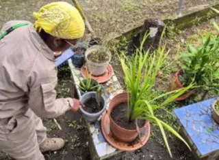 El Minsa recomienda a la población eliminar los criaderos del mosquitos.