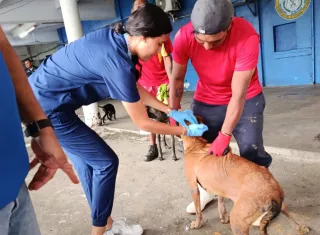  Atienden población de perros y  gatos en penal de Colón.