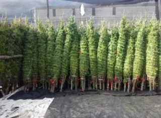 Primeros arbolitos llegarán pronto a territorio nacional.