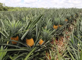 ​La producción de Frutales (plátano, cítricos, piña, papaya) totalizó 230,873 toneladas. Foto: Cortesía