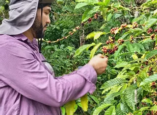 Técnicas del cultivo de café en finca experimental.