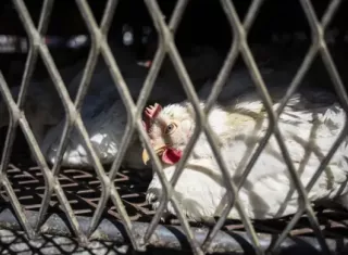 El fallecido fue la primera persona en el mundo en contraer el virus H5N5, una cepa que hasta ahora solo había sido detectada en animales. Foto: EFE