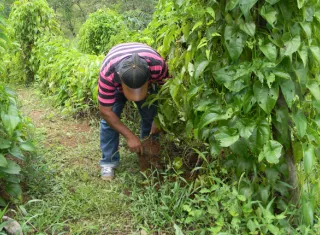 La ley que crea centro agroindustrial y bioeconómico a la espera en la Asamblea Nacional.