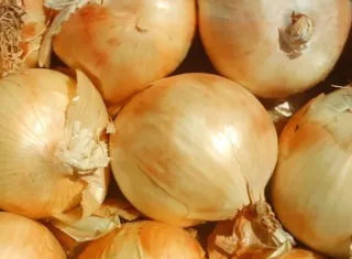 La cebolla es uno de los productos más consumidos en Panamá.