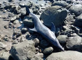 Detectan delfines varados en playa La Candelaria de Los Santos