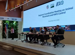 Buscan fortalecer la vigilancia y control del gusano barrenador