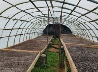 Productores panameños impulsan el café robusta con intercambio de clones 