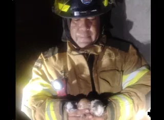 Fuego no pudo con el corazón de los bomberos: ¡Salvan a 3 gatitos!