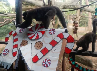 Primates de la especie churuco buscan comida entre decoraciones navideñas con trozos de carne y frutas ocultos en el Zoológico de Cali. Foto:EFE