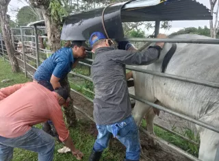 Congreso de genética animal reunirá a más de 600 especialistas en Panamá