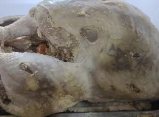 La ciudadanía debe tener mucho cuidado con lo que come. Foto. Diómedes Sánchez