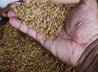 Certificación de semillas de arroz genera ingresos por $18 millones