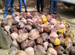 Implementan programa para incrementar la producción del coco en Colón