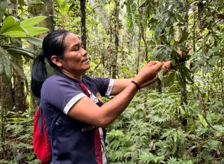 Mujeres amazónicas de Ecuador recolectan más de 250,000 semillas