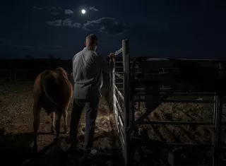 La vaca lo presionó contra la cerca de metal.  /  Imagen generada con IA: Canvas