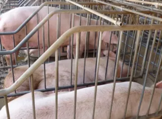 Productores porcinos alertan impacto del TLC con EE.UU en la producción nacional.