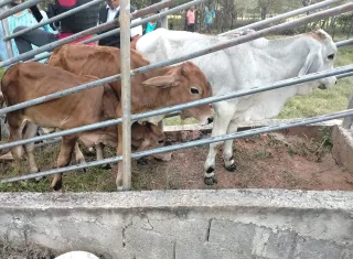 Cada novilla está valorada en $350.00 cada una. Foto: Cortesía