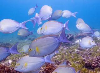 Banco de peces sargento en la Isla de Coiba, Panamá.  Foto: Sean Mattson