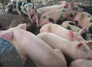 Productores de carne de cerdo en Veraguas denuncian persecución