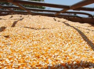 La provincia de Los Santos, responsable de cerca del 90 % de la producción nacional de maíz del país. Foto. Thays Domínguez