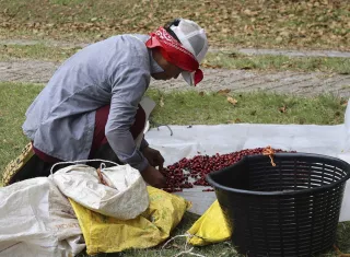La industria cafetalera en Panamá emplea a varios miles de personas, la mayoría de la etnia Ngäbe Buglé.