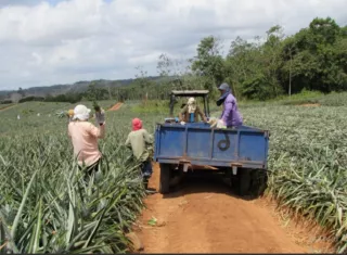 La Asociación de Productores de Piña de La Chorrera mantiene 2 mil hectáreas de cultivo. El año 2025 se exportaron 750 contenedores