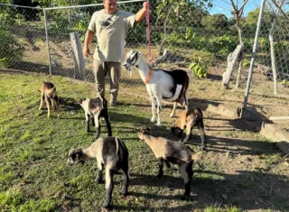 El Mida reportó el histórico nacimiento de los quintuples caprinos por inseminación artificial 