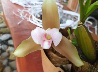 Personas dedicadas a la protección ambiental trabajan de manera constante para preservar y reproducir estas delicadas especies. Foto. Melquíades Vásquez