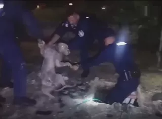 El perro no sufrió lesiones.  /  Foto: PN