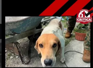 Se llama Titán y vive en Darién. Se hizo famoso por colarse en una operación del Senafront antinarcóticos. 