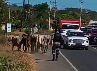 El tránsito de ganado sin supervisión es frecuente, especialmente en horarios nocturnos y de madrugada. Foto. Melquíades Vásquez