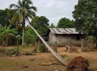 La palmera se desplomó y le cayó encima a una adulta mayor.  /  Imagen ilustrativa generada con IA Gemini