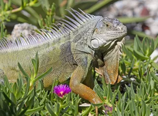 Las iguanas verdes invasivas no están protegidas en Florida, excepto por leyes estatales anticrueldad, y miembros del público pueden humanamente matar iguanas verdes durante el año. Foto. EFE
