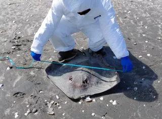 Hallan tres mantarrayas muertas en la costa de Punta Chame