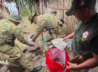 Tráfico de especies: Incautan escamas de tortuga Carey en Guna Yala