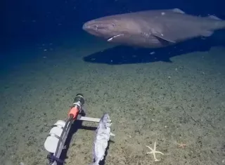 Graban por primera vez a un tiburón dormilón en el océano Antártico