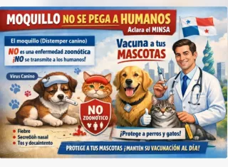 Las autoridades de salud afirman que la enfermedad no se contagia y no representa riesgos para los humanos .