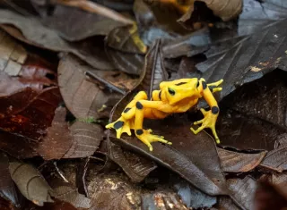Rana dorada panameña (Atelopus zeteki) recientemente liberada por el Proyecto de Rescate y Conservación de Anfibios de Panamá. Foto: Ana Endara